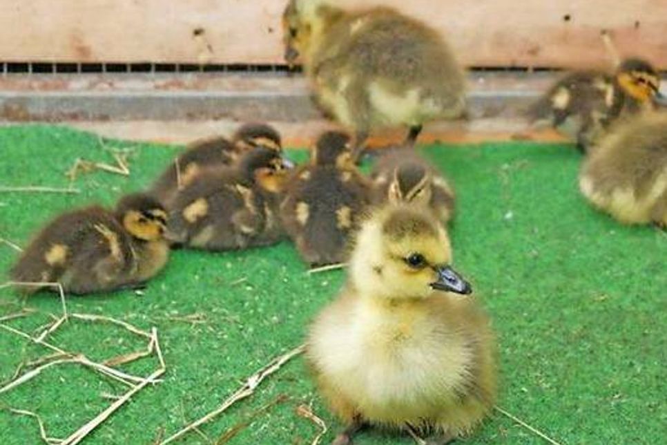 Die Patchwork-Geschwister verstehen sich prächtig.