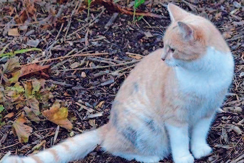 Tiffy wird schon seit mehr als zwei Wochen schmerzlich vermisst – von ihrer zweibeinigen Familie und ihren sechs Katzenbabys.