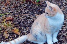 Tiffy wird schon seit mehr als zwei Wochen schmerzlich vermisst – von ihrer zweibeinigen Familie und ihren sechs Katzenbabys.
