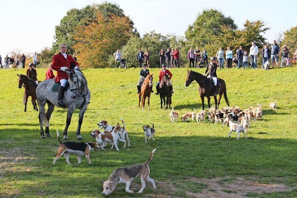 „Master of Hounds“ Joachim Martens und seine Lübecker Beagle-Meute.