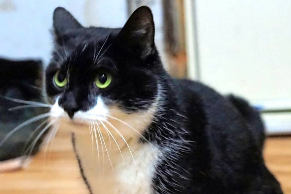 Die etwa drei bis fünf Jahre alte, schwarz-weiße Katze „Muffin“ sucht ein neues Zuhause. Bei Interesse bitte mit der Tierhilfe Ostholstein (in Liquidation) Kontakt aufnehmen unter Tel. 04561/16267. (red)