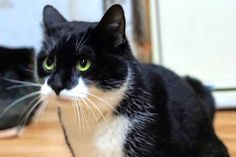 Die etwa drei bis fünf Jahre alte, schwarz-weiße Katze „Muffin“ sucht ein neues Zuhause. Bei Interesse bitte mit der Tierhilfe Ostholstein (in Liquidation) Kontakt aufnehmen unter Tel. 04561/16267. (red)
