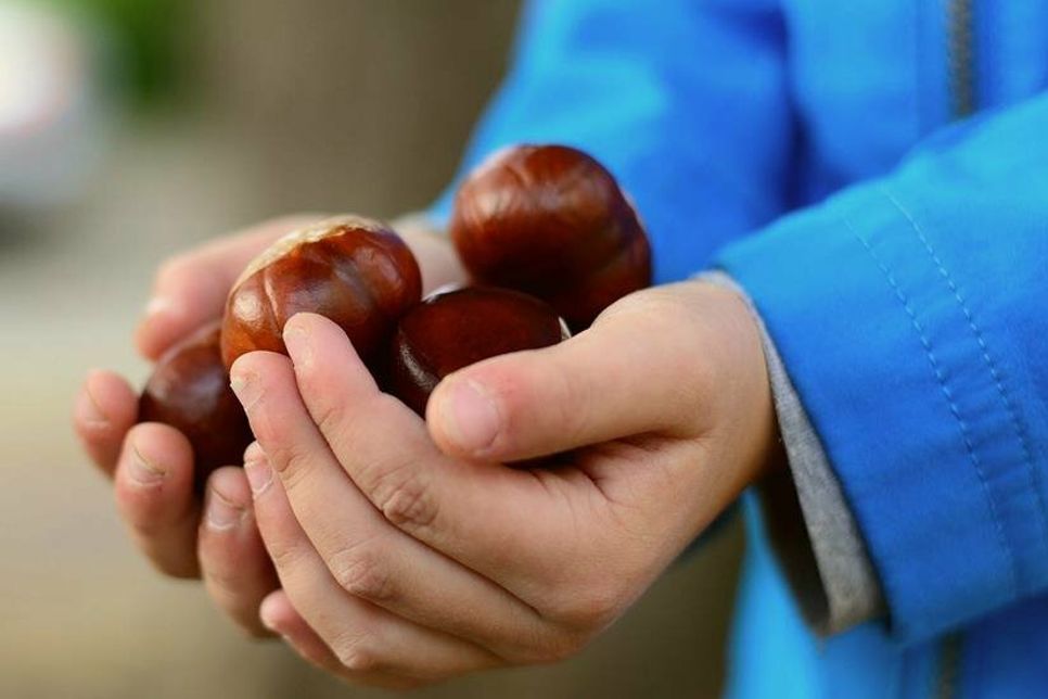 Im Herbst sind die Jackentaschen voller Kastanien - nicht nur bei Kindern.