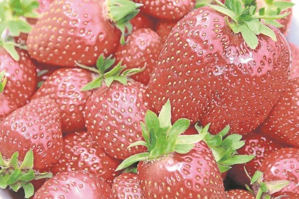 Sie sind saftig, süß und superlecker - die Erdbeeren.