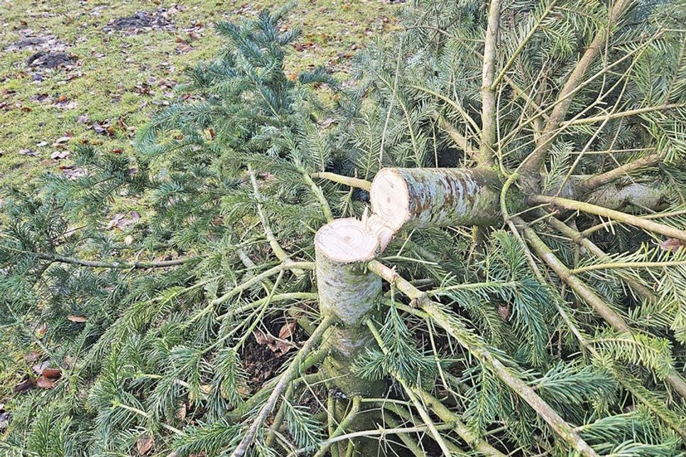 Glatt abgesägt: Dafür braucht es das entsprechende Werkzeug.