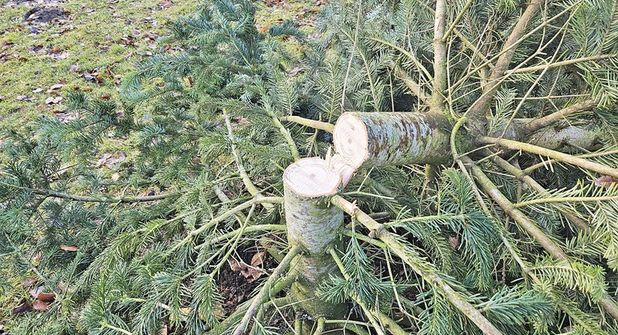 Glatt abgesägt: Dafür braucht es das entsprechende Werkzeug.