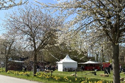 Zwischen blühenden Kirschbäumen lud die Veranstaltung zum Verweilen, Genießen und Entdecken ein.