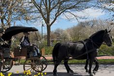 Bei einer gemütlichen Kutschfahrt konnten die Gäste die Blütenpracht entlang der Strecke genießen.