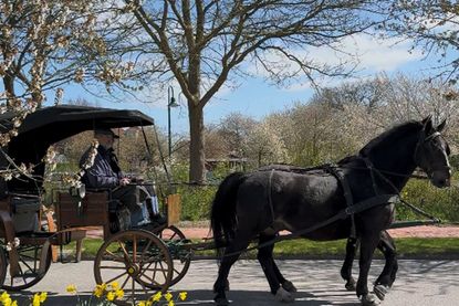 Bei einer gemütlichen Kutschfahrt konnten die Gäste die Blütenpracht entlang der Strecke genießen.