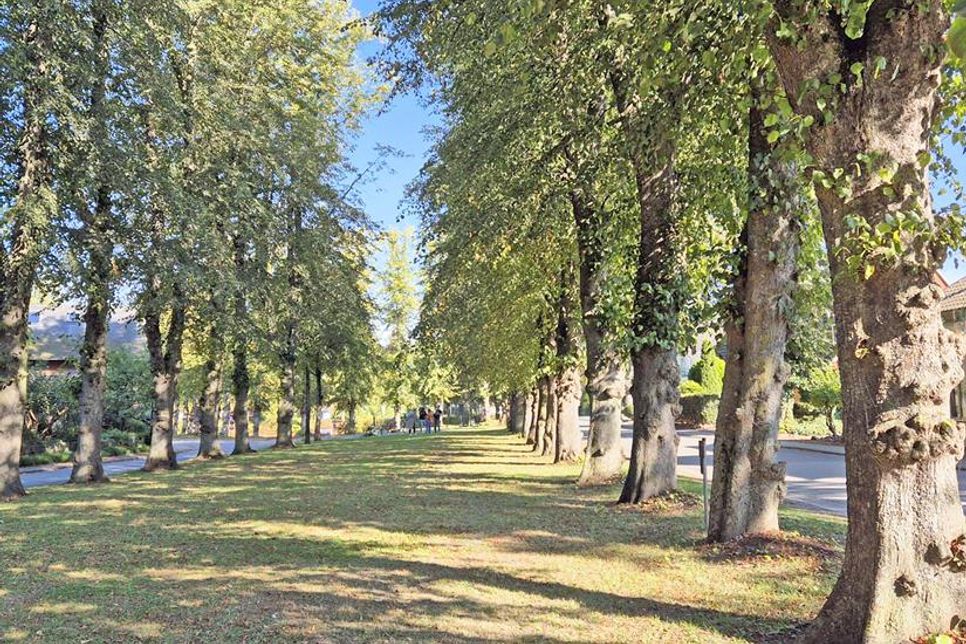 Den Dorfplatz von Barsbek zieren zahlreiche alte Bäume.