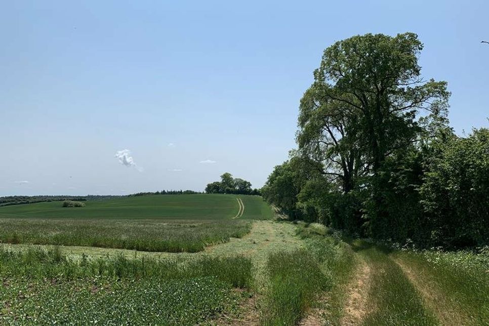 Mehr ein Feldweg mit Knick als eine Allee, aber trotzdem schön: die Kirschenallee in Kasseedorf.