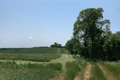 Mehr ein Feldweg mit Knick als eine Allee, aber trotzdem schön: die Kirschenallee in Kasseedorf.