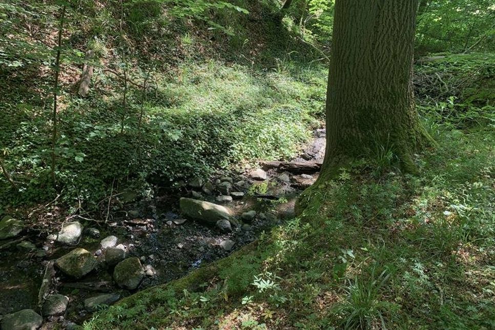 Auf der Wanderung noch ein kleiner plätschernder Bach: die Schwentine.