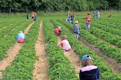 Ein schmackhaftes Erlebnis für die Grundschüler: das Selbstpflücken von Erdbeeren.