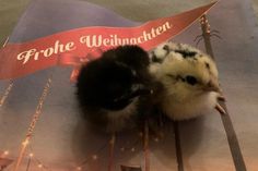 Zum Piepen!