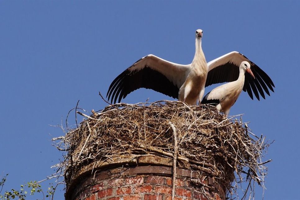Die Störche in Grube haben bereits eine große Fangemeinde. (Foto: Lothar Adloff)