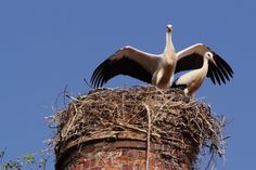 Die Störche in Grube haben bereits eine große Fangemeinde. (Foto: Lothar Adloff)