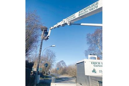 Die Firma Rahlf aus Schürsdorf polsterte das Storchennest Anfang März kostenlos mit Hackschnitzel und Stroh fachgerecht aus.