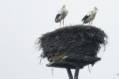 Jetzt fehlen nur noch die Störche …