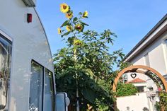 Knapp fünf Meter ist diese Sonnenblume hoch. (Fotos: Doris Lange)