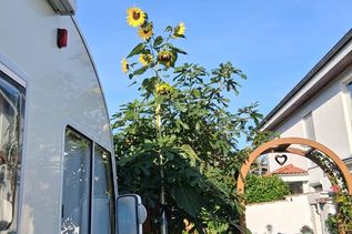 Knapp fünf Meter ist diese Sonnenblume hoch. (Fotos: Doris Lange)