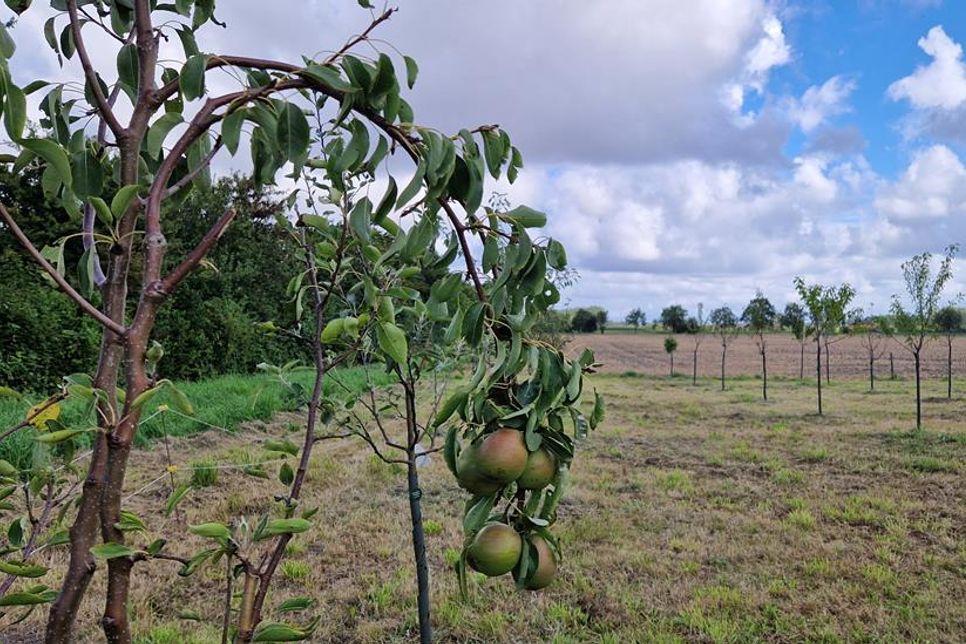 Die Obstbäume des Vorjahres sind sehr gut gediehen und tragen zum Teil schon Früchte.