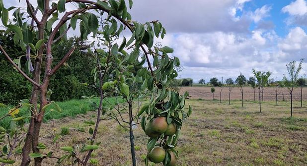 Die Obstbäume des Vorjahres sind sehr gut gediehen und tragen zum Teil schon Früchte.