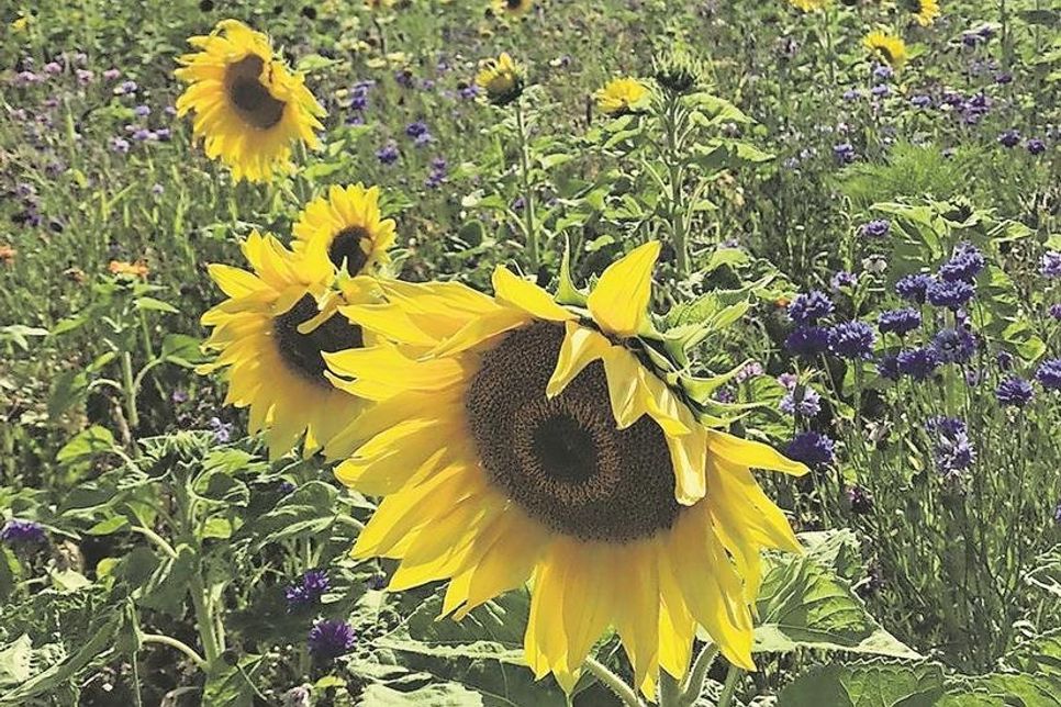 Auf einer Radtour durch Schleswig-Holstein hat Christiane Herlich diese Sonnenblumenpracht fotografisch festgehalten.