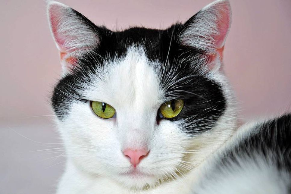 Dieses Foto zeigt eine gewöhnliche Hauskatze. Die ermordeten Kater sind ausgewachsen, nicht kastriert und beide haben ein schwarz-weißes Fell ohne besondere Maserung. Einer der Kater ist überwiegend weiß, während der andere mehr schwarzes Fell aufweist.