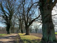 Auf einer alten gemischten Allee geht&apos;s zurück über Lensahnerhof nach Lensahn.