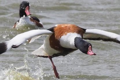 Flucht eines Brandganters nach einer körperlichen Auseinandersetzung mit einem stärkeren Gegner auf dem Wasser.