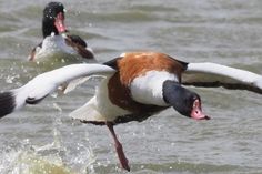 Flucht eines Brandganters nach einer körperlichen Auseinandersetzung mit einem stärkeren Gegner auf dem Wasser.