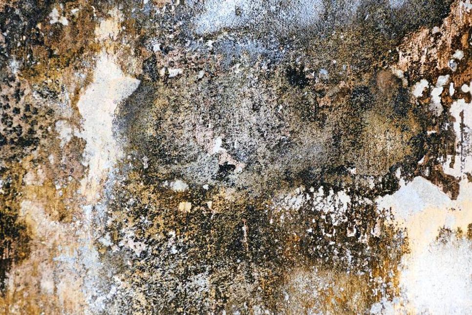 Schädlich für die Gesundheit: Schimmelpilz in Haus oder Keller.