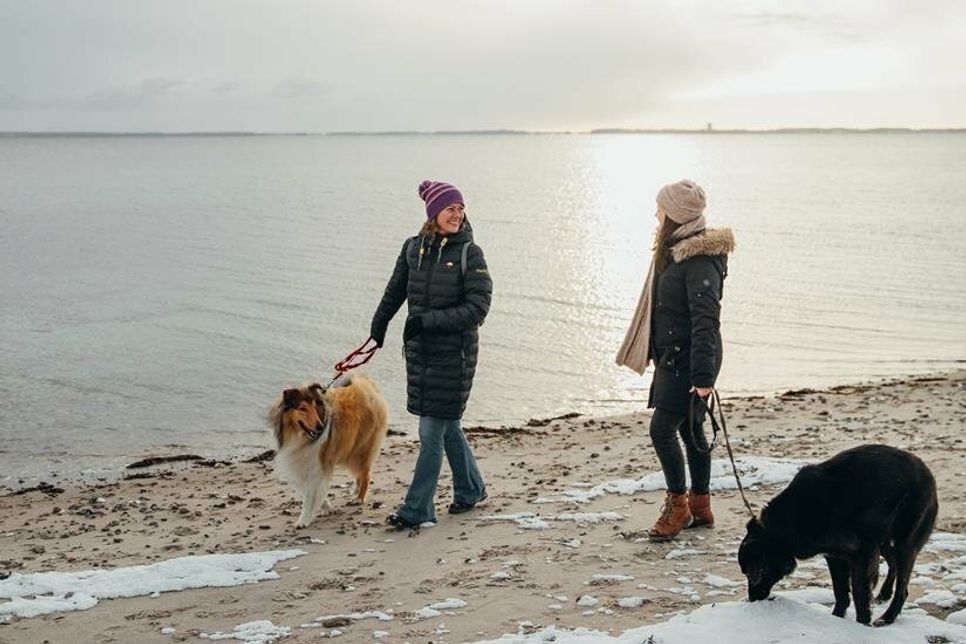 Sunday Morning Dog Walk am Strand in der Lübecker Bucht. (Foto: www.luebecker-bucht-ostsee)