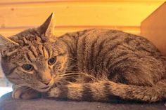 Kater Rudi ist 12 Jahre alt und braun getigert. Er benötigt viel Zuwendung und Zeit zum Auftauen. Bei Interesse bitte mit der Tierhilfe Ostholstein in Verbindung setzen unter Tel.  04561/16267. (red)