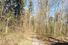 Erholungssuchende sollten ausschließlich die Waldwege nutzen ...