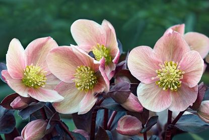 Die Christrose gilt als Klassiker unter den Winterblühern.