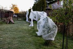Wer keinen Platz im Haus oder Wintergarten hat, kann die Töpfe draußen mit Vlies, Jute oder speziellen Pflanzenschutzhauben umwickeln.