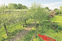 Die Apfelallee bildet den Eintrittsweg zum Museumshof.