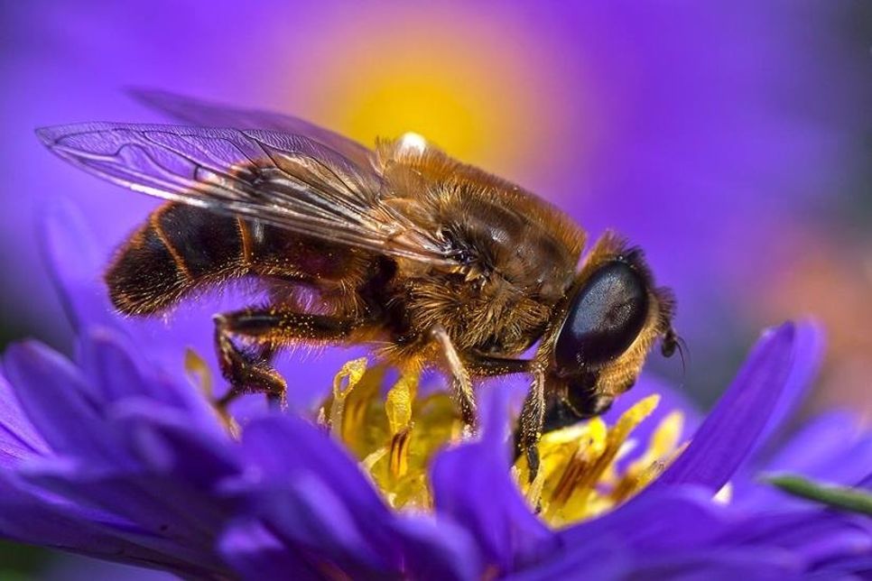 Schwebfliege (Foto Jürgen Hicke)