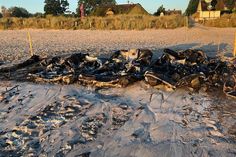 Fünf Tretboote wurden Opfer der Flammen . Jetzt sucht die Polizei Zeugen.