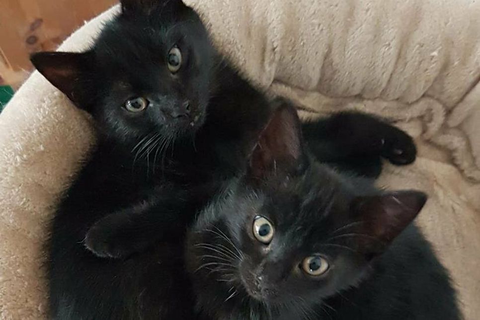 Bonnie und Clyde suchen ein Zuhause.