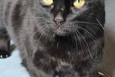 „Salem“ sucht ein Zuhause mit der Möglichkeit, nach draußen zu gehen.