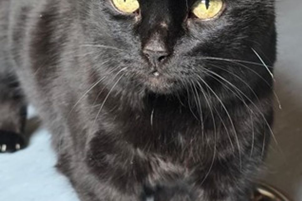 „Salem“ sucht ein Zuhause mit der Möglichkeit, nach draußen zu gehen.