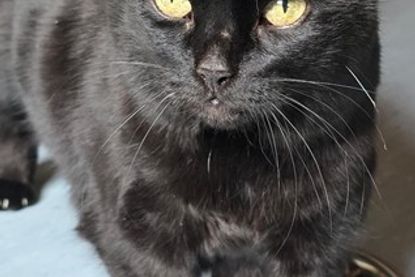 „Salem“ sucht ein Zuhause mit der Möglichkeit, nach draußen zu gehen.