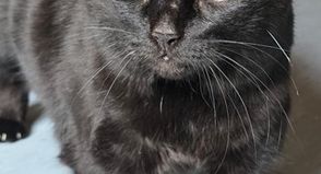 „Salem“ sucht ein Zuhause mit der Möglichkeit, nach draußen zu gehen.