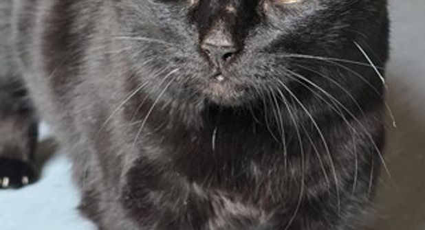„Salem“ sucht ein Zuhause mit der Möglichkeit, nach draußen zu gehen.