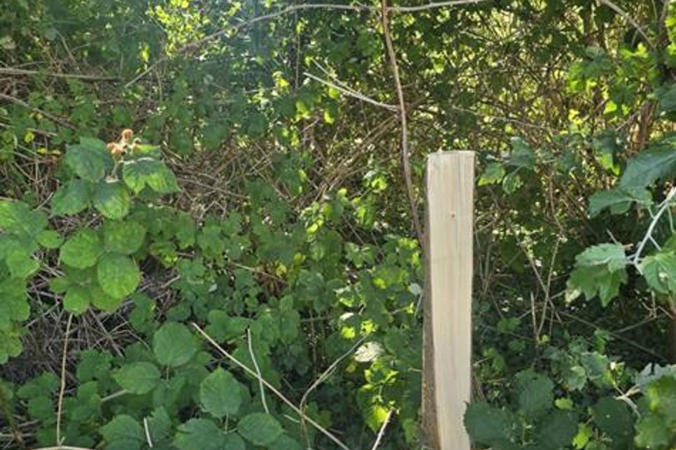 Deutlich sichtbar: einer der angesägten Bäume am Nordstrand.