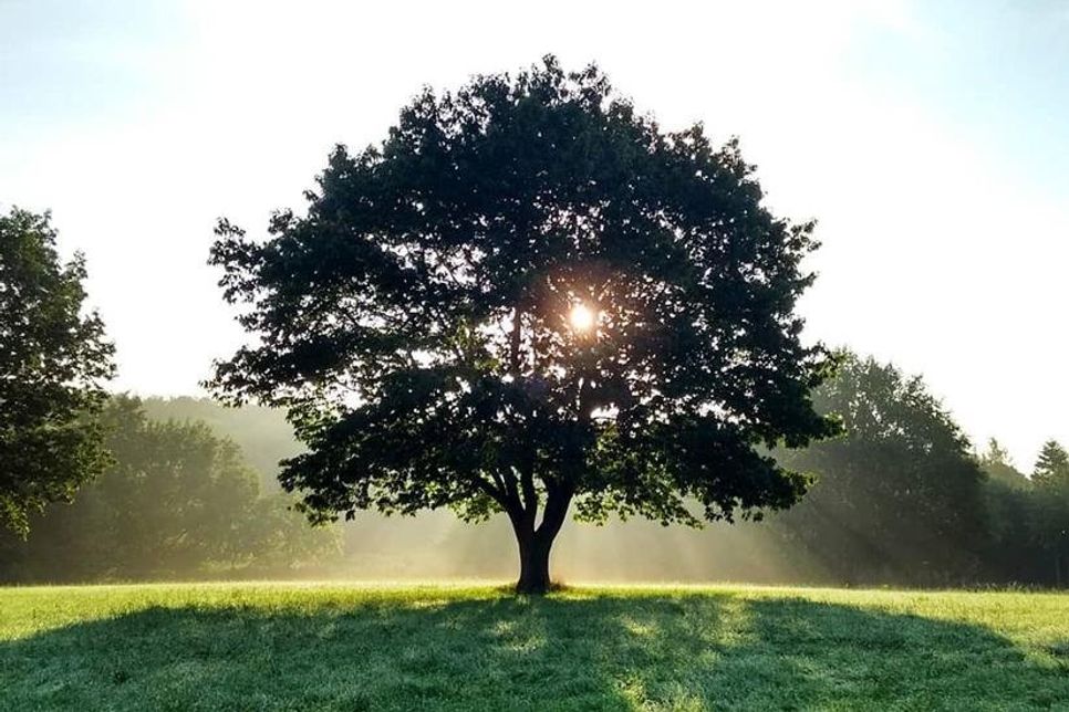 „Alles hat etwas Schönes, wenn man nur genau hinschaut“, sagt Sonja Drews zu diesem eindrucksvollen Lichtspiel, aufgenommen im Kurpark in Lensahn.