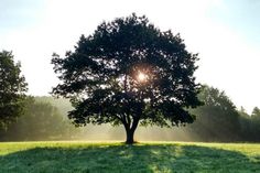 „Alles hat etwas Schönes, wenn man nur genau hinschaut“, sagt Sonja Drews zu diesem eindrucksvollen Lichtspiel, aufgenommen im Kurpark in Lensahn.
